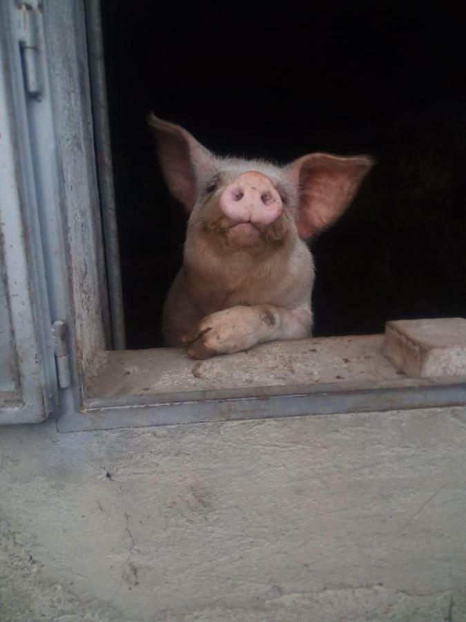 Asso Cascina Del Soleヴィラ エクステリア 写真