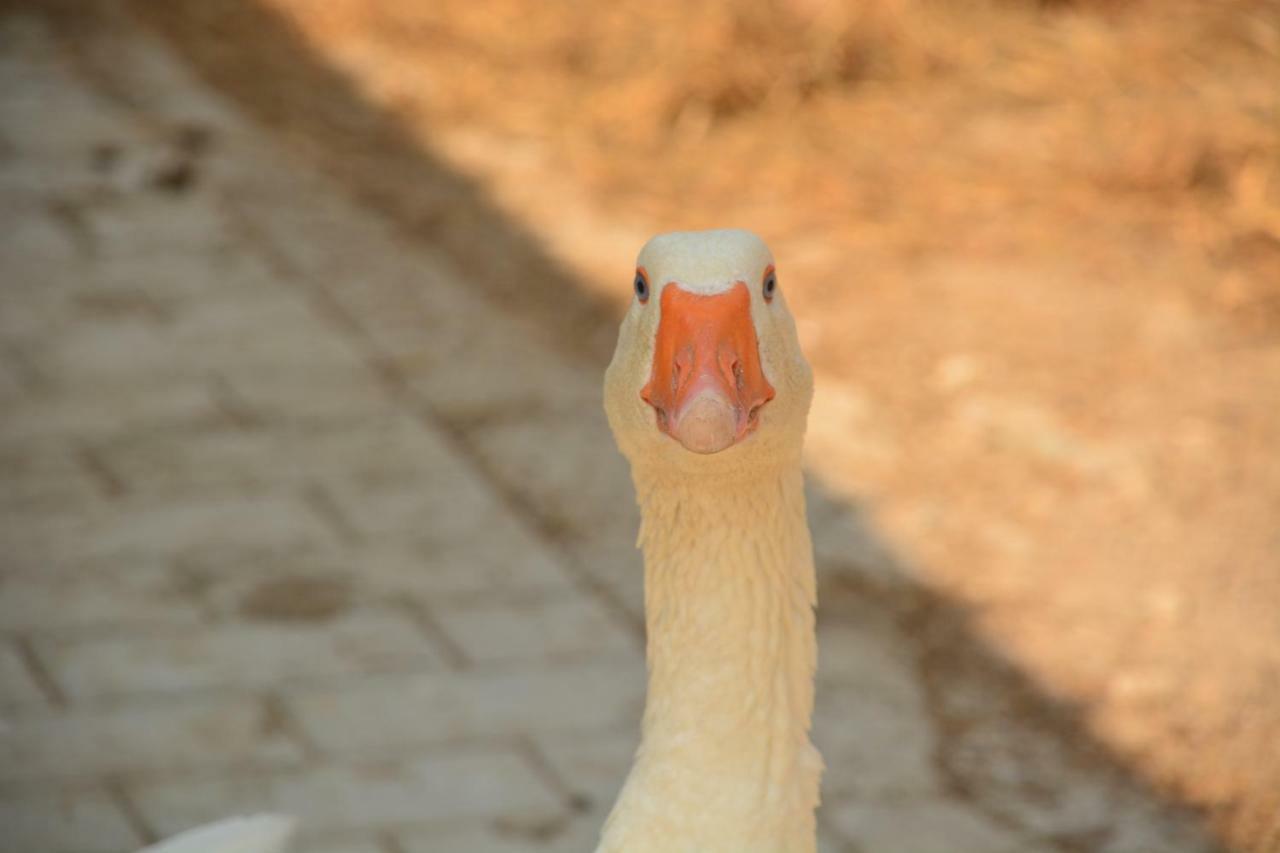 Asso Cascina Del Soleヴィラ エクステリア 写真